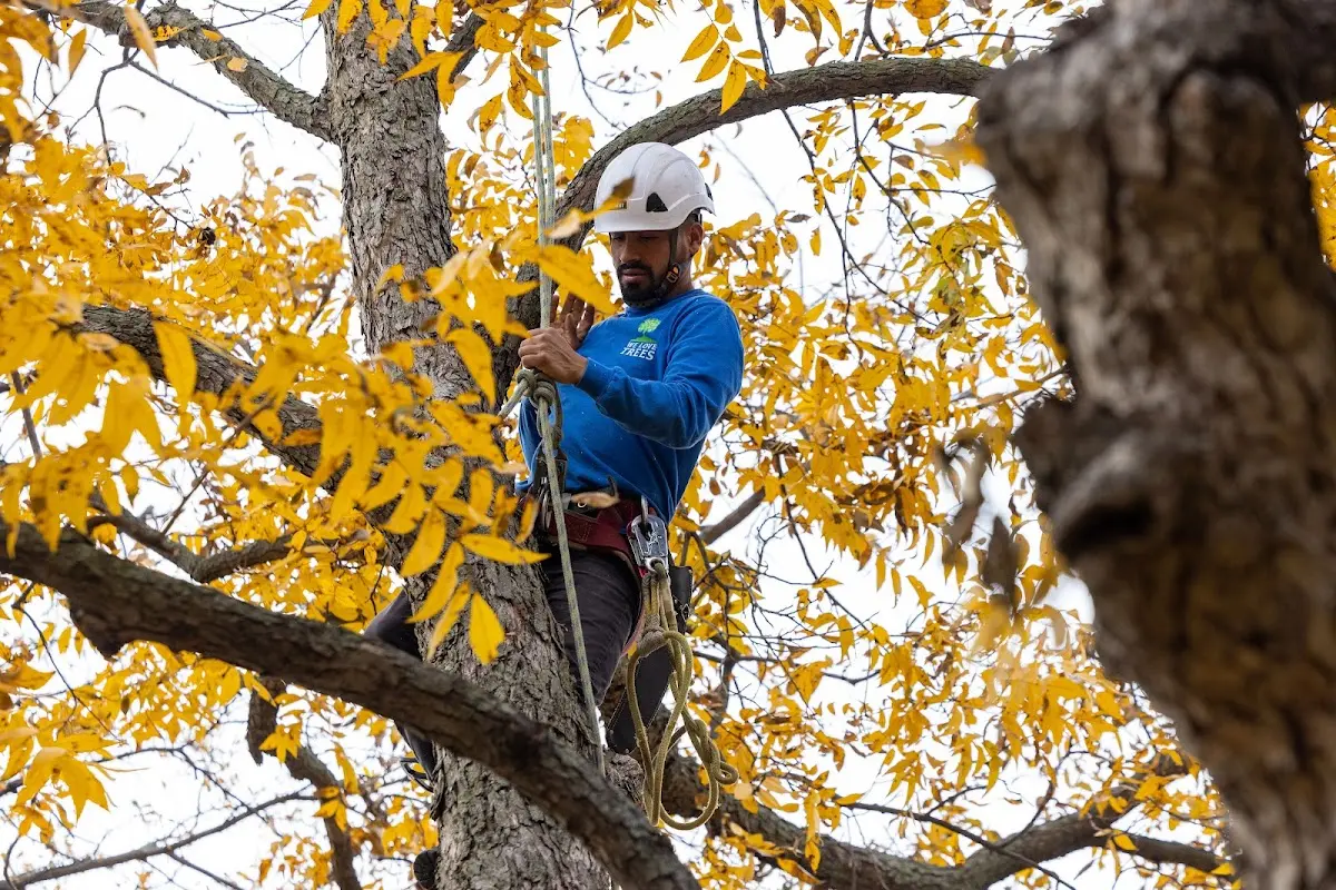 Skilled Tree Trimming crew working in Grand View